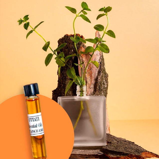 Agarwood Malaccensis