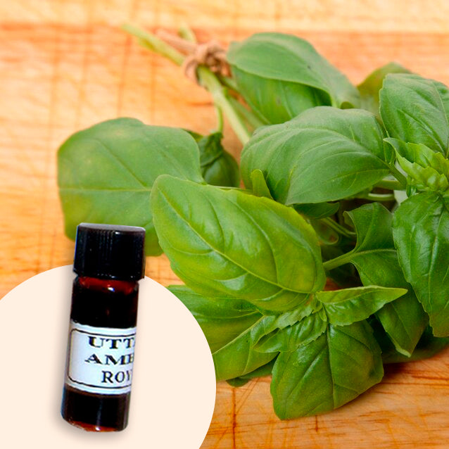 Basil (Chavicol)