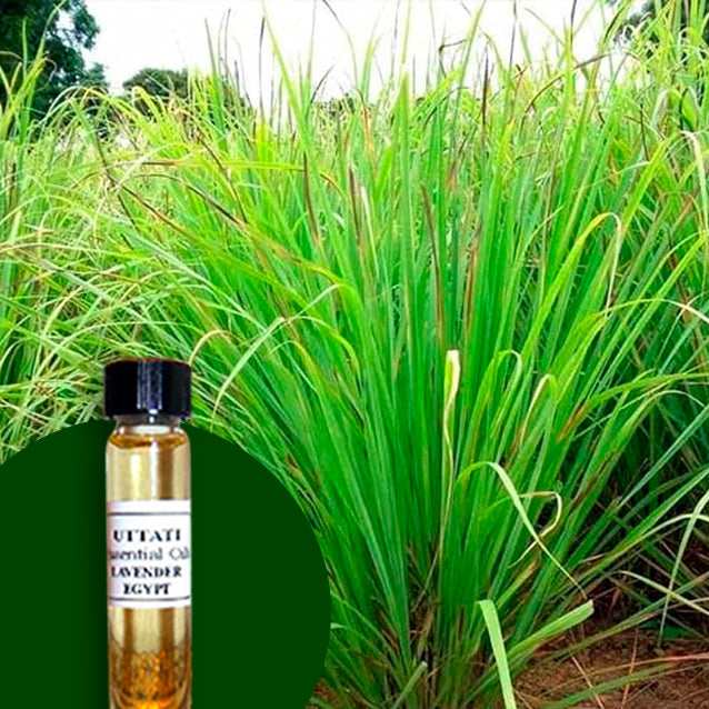 Citronella