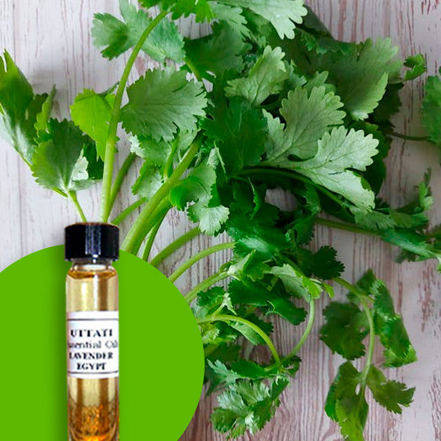 Coriander Herb