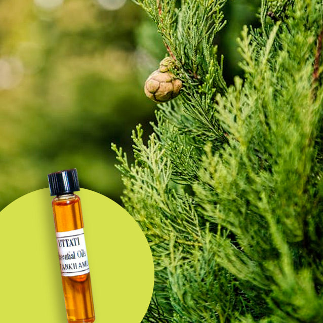 Cypress Sempervirens