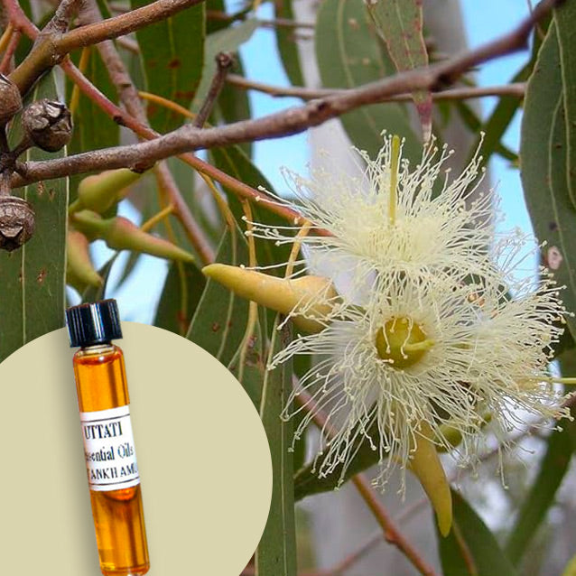 Eucalyptus Citriadora