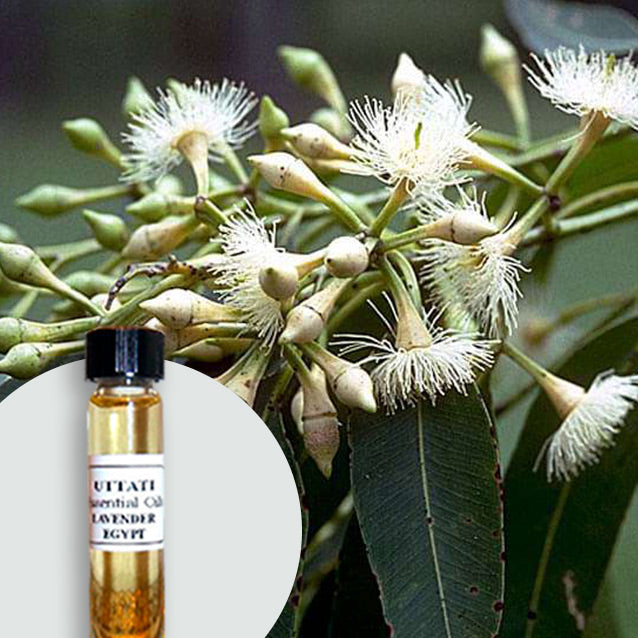 Eucalyptus Cryptone