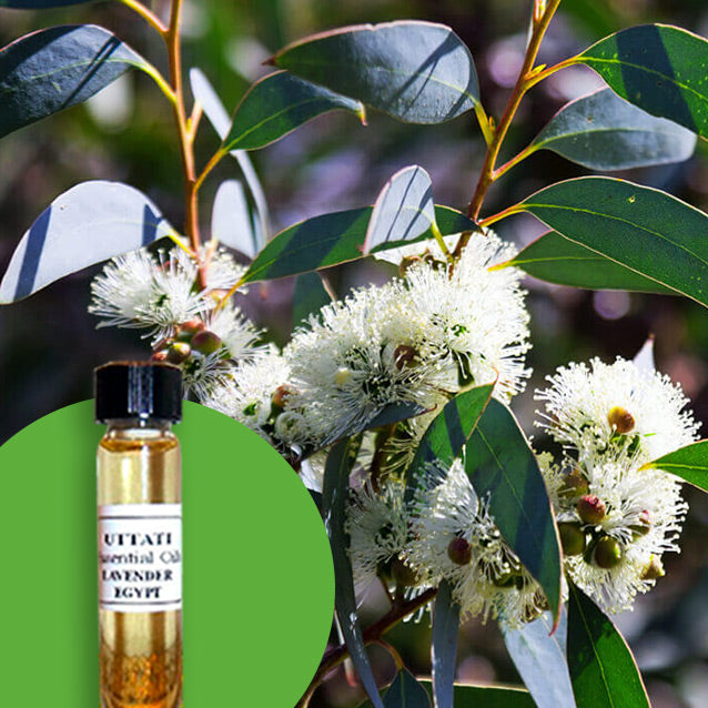 Eucalyptus Globolus Egypt