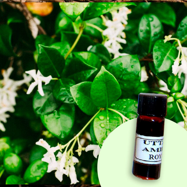 Jasmine