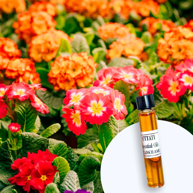 Lantana