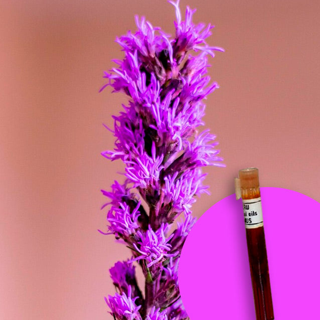 Lavender Dentata