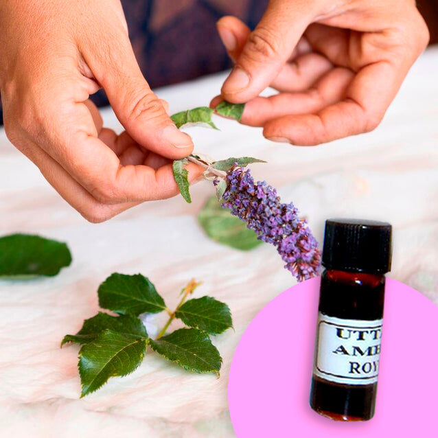 Lavender(Angustifolia)