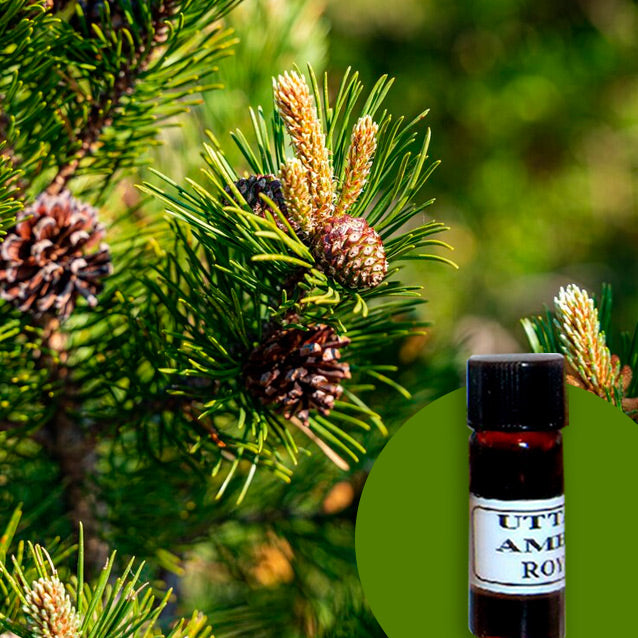 Pine Silvestris