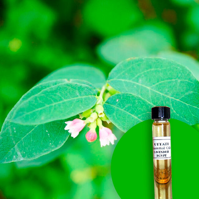 Ravensara Aromatica