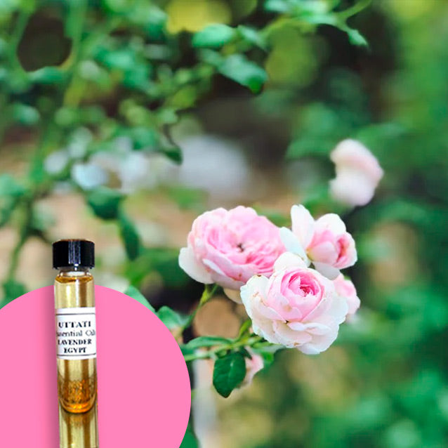 Rose De Mai