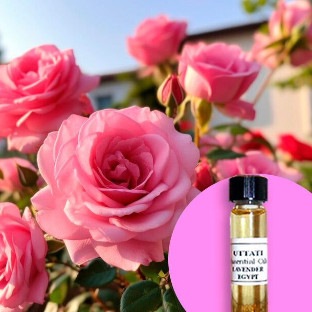 Rose Rugosa (Siberian Pink Rose)