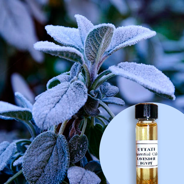 Sage white (Salvia Apiana)