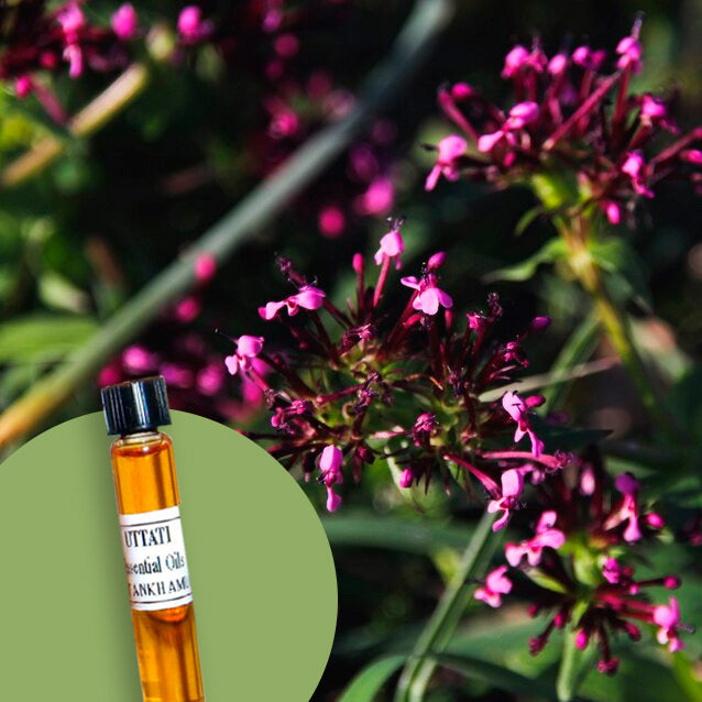 Spikenard