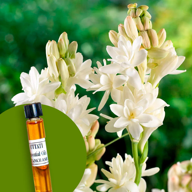 Tuberose India