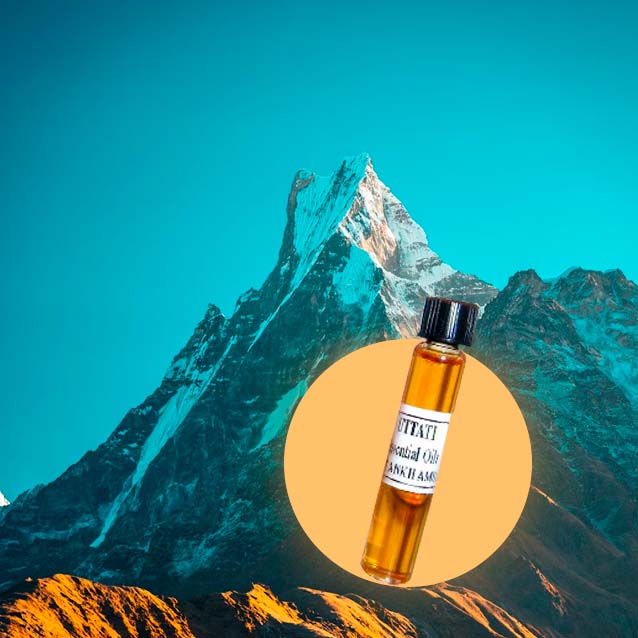 Amber Himalayan