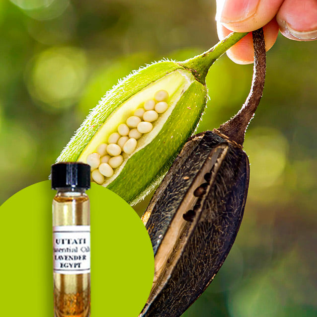 Ambrette Seed