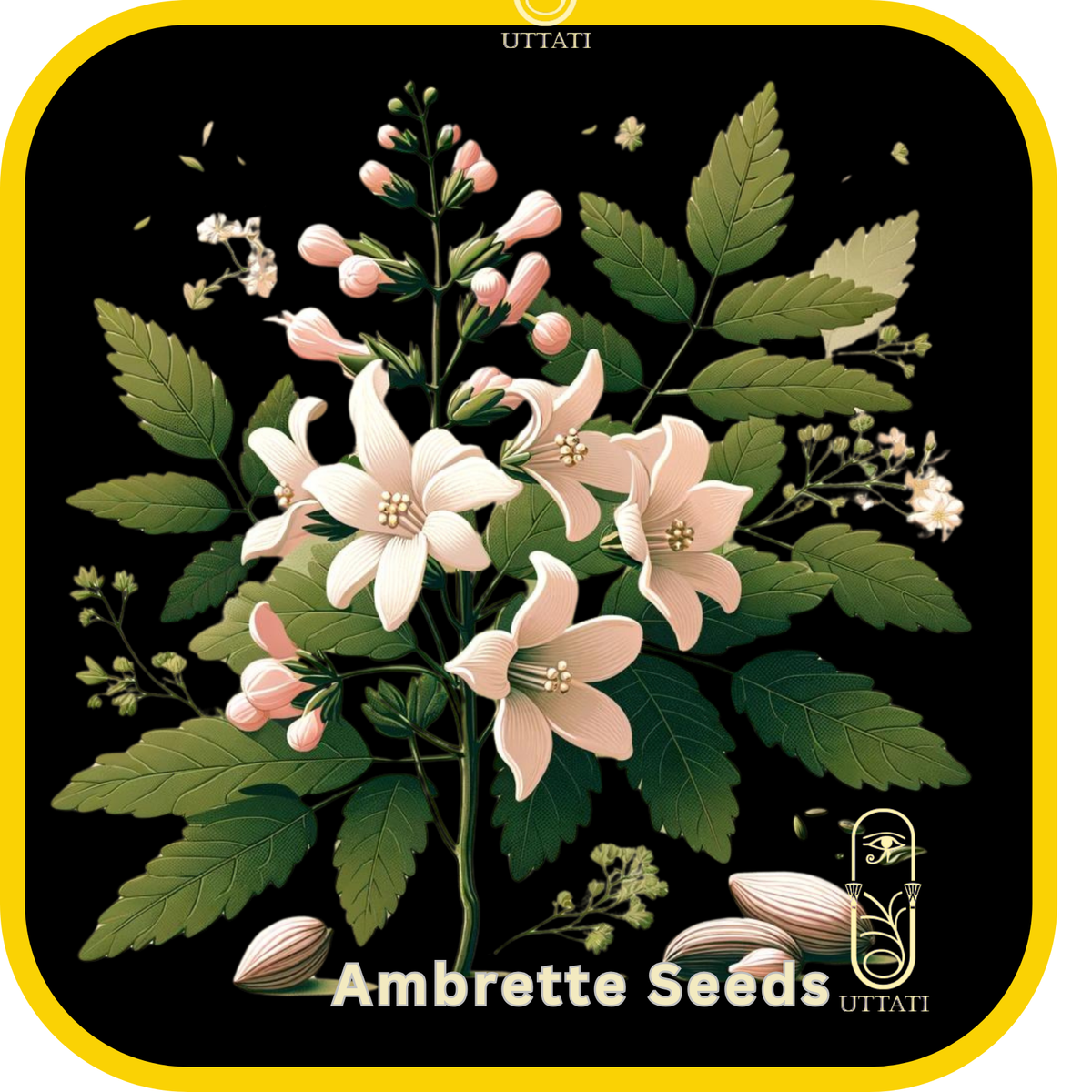 Ambrette Ambrette Seed | Uttati Store