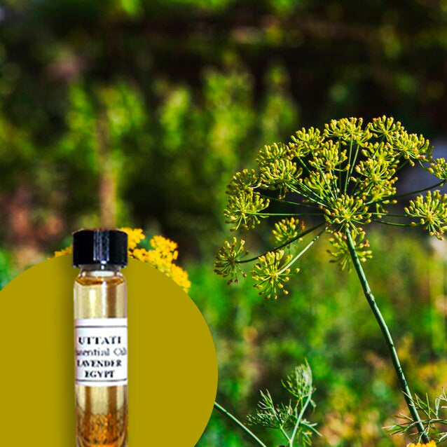 Ammi Visnaga