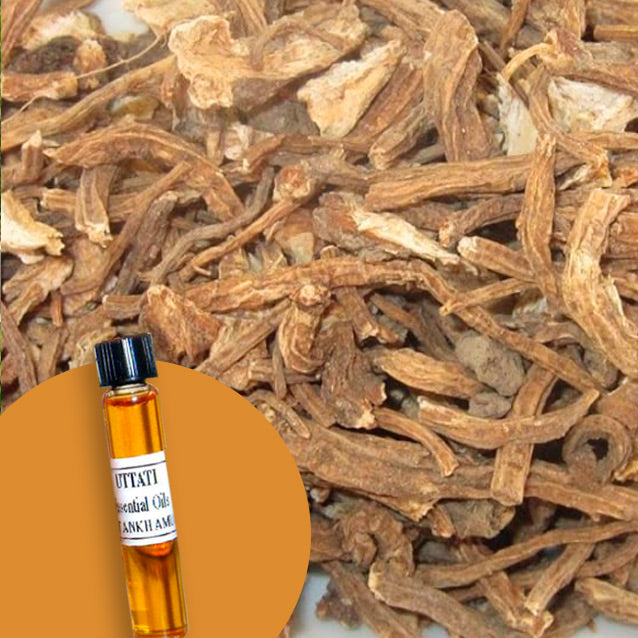 Angelica Root