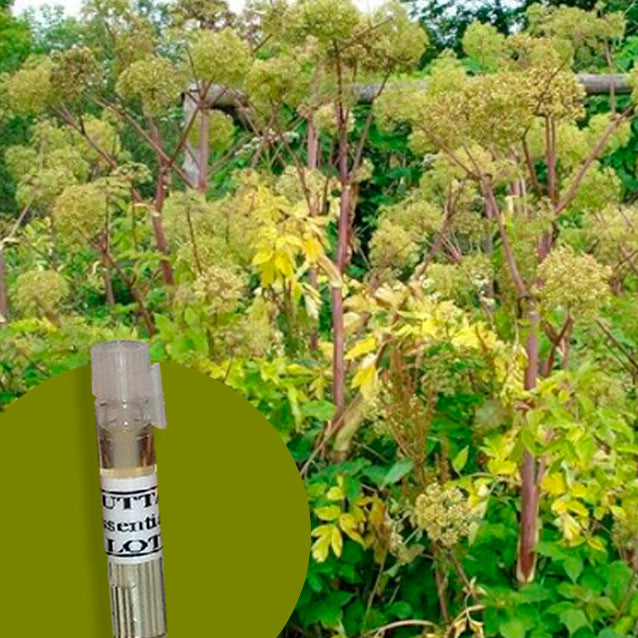 Angelica Seed