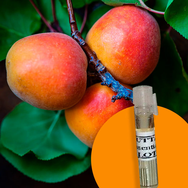 Apricot