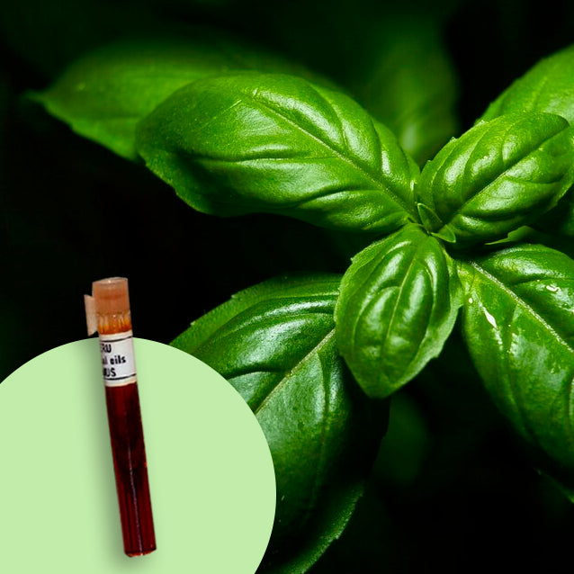 Basil Sweet