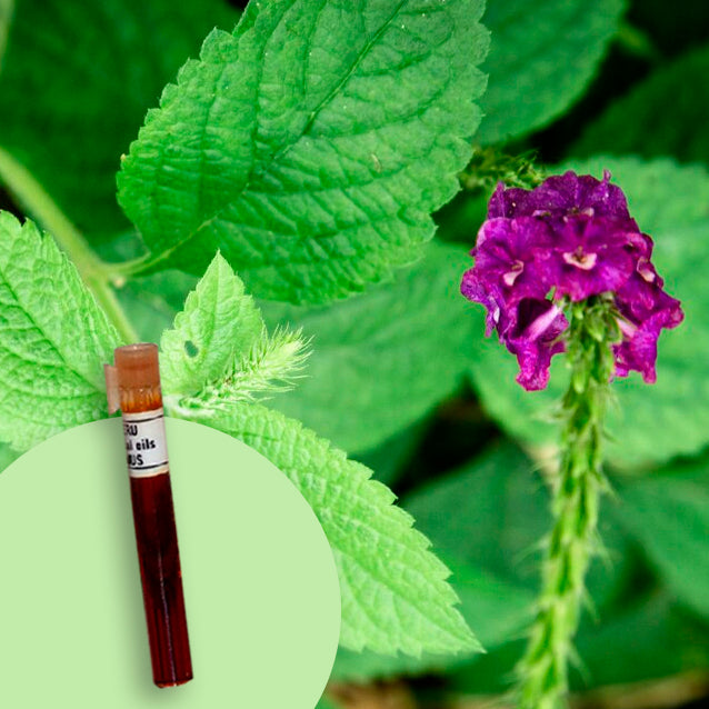 Basil (Linalool)