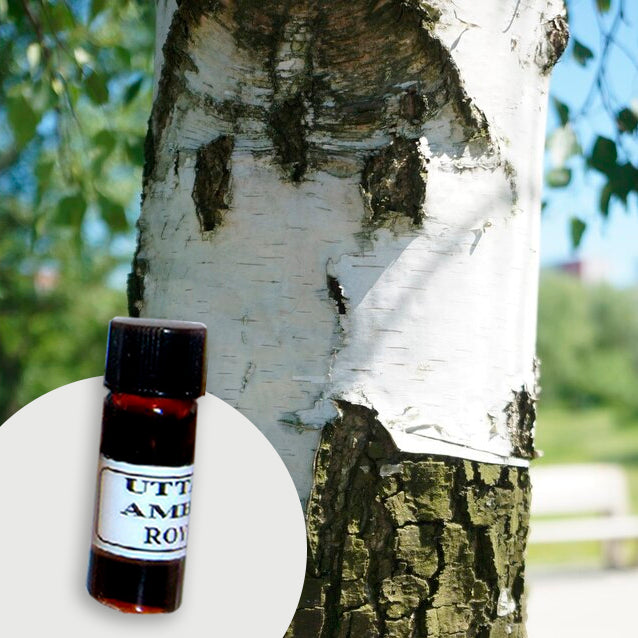 Birch