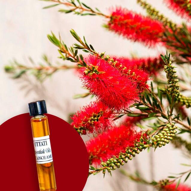 Boronia Flower Abs