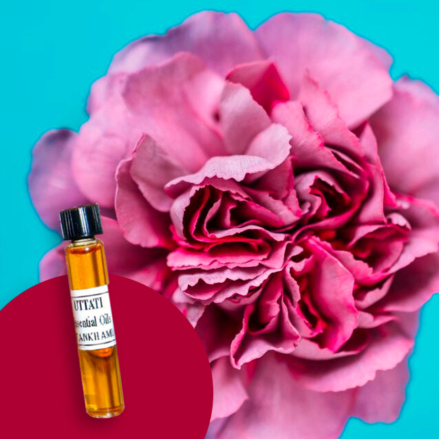 Carnation