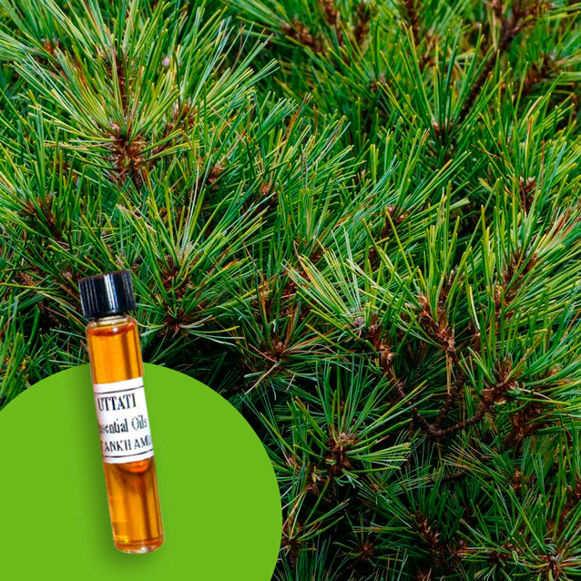 Cedar Wood Himalaya