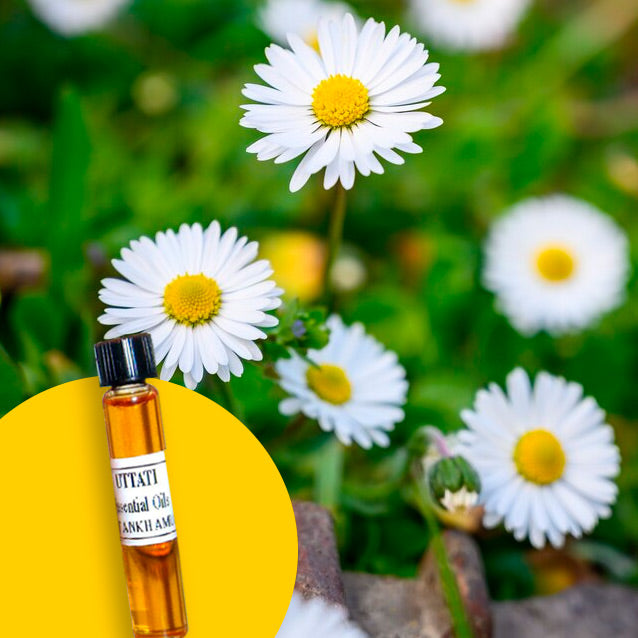 Chamomile German