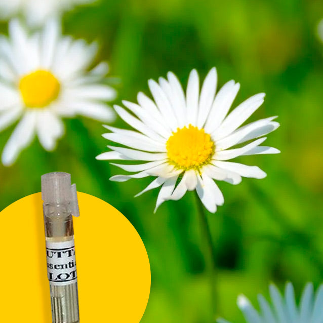 Chamomile