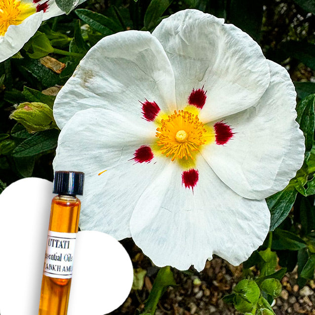 Cistus