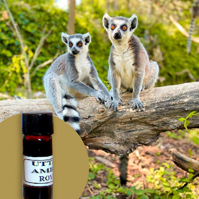 Civet