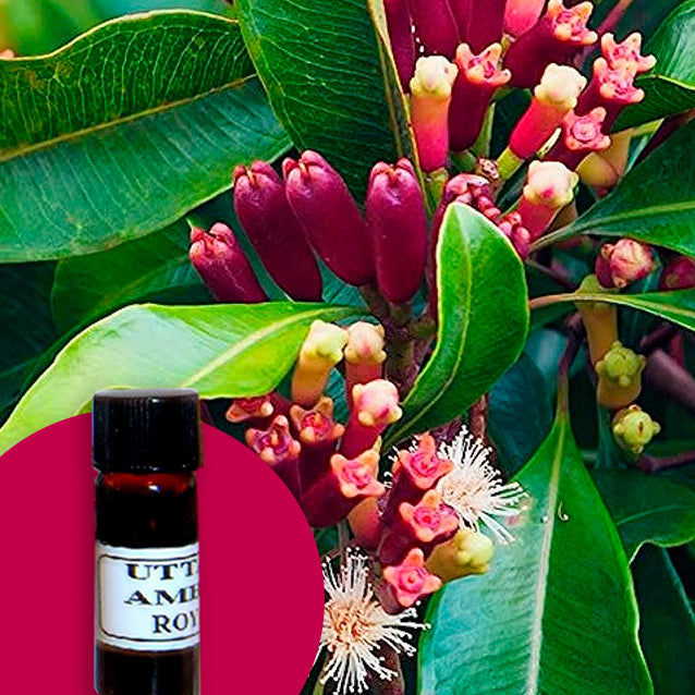 Clove Bud