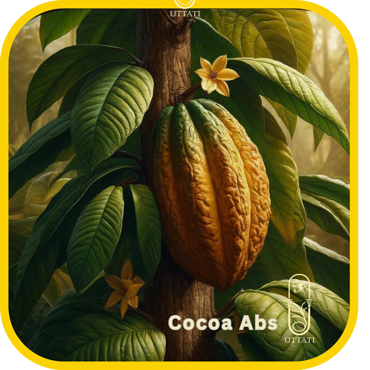 Cocoa Abs
