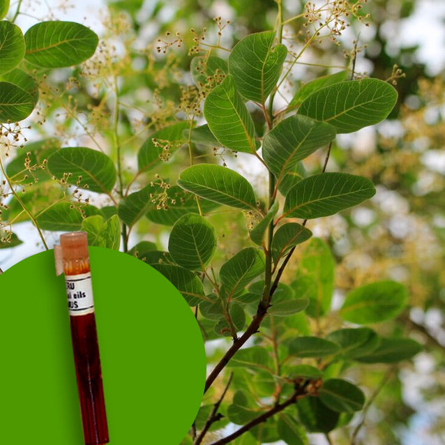 Copaiba Balsam