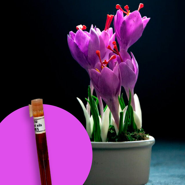 Cyclamen