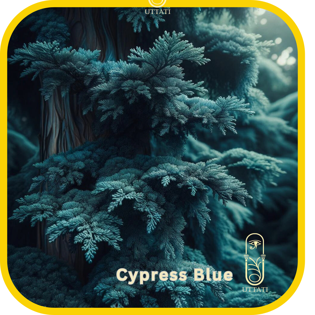 Cypress Blue