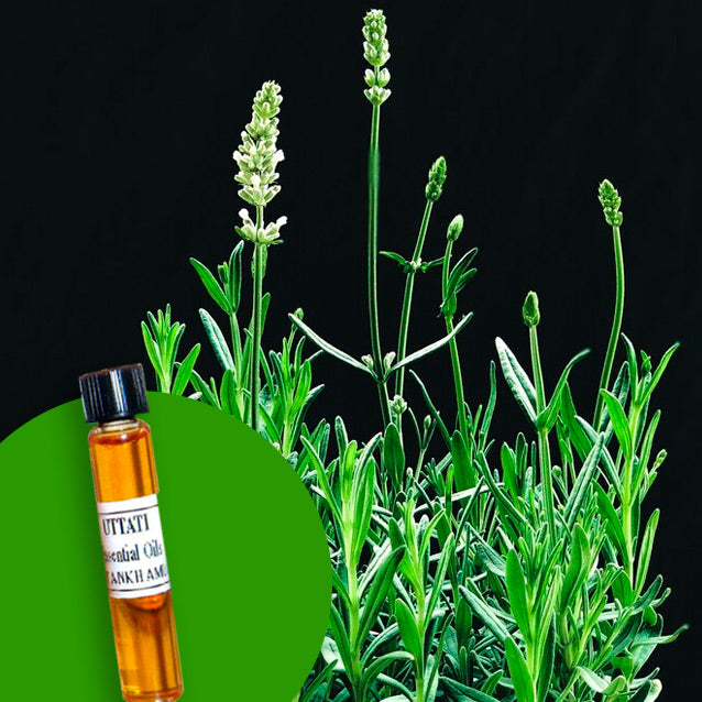 Dill (Weed)