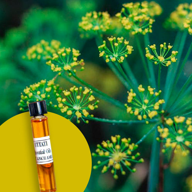 Dill (Seed)