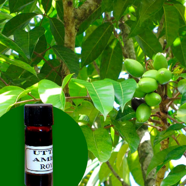 Elemi