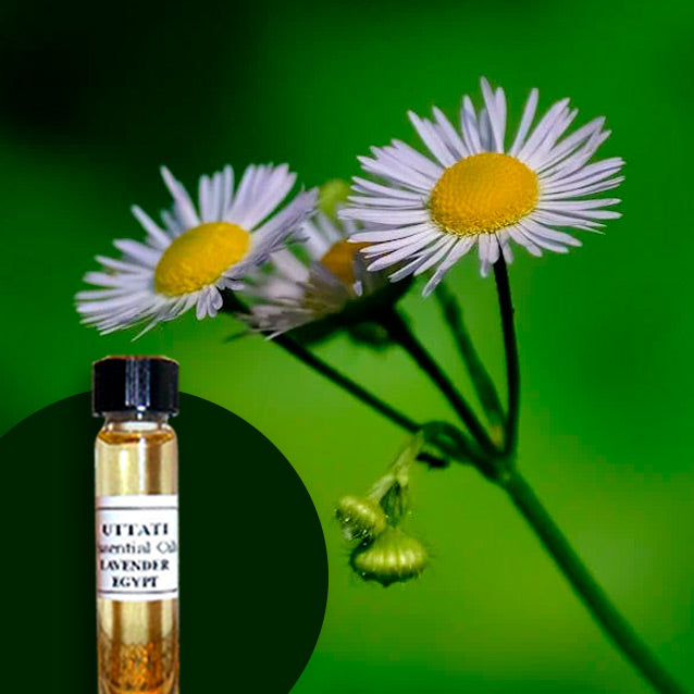 Erigeron