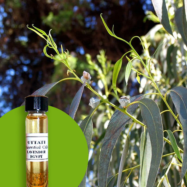 Eucalyptus Dives