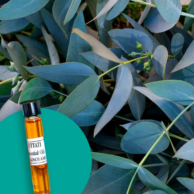 Eucalyptus Globolus Afr