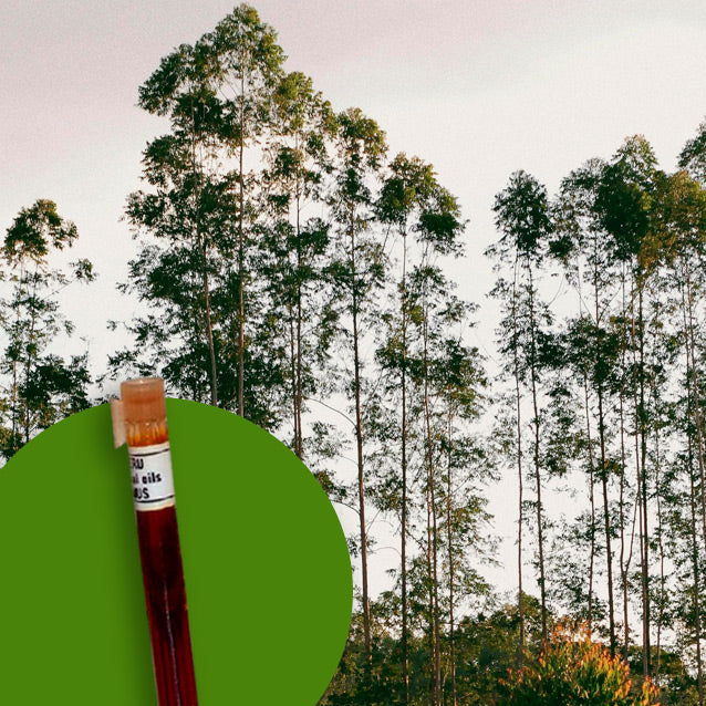 Eucalyptus Globolus Aust