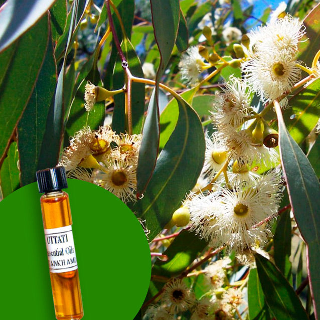 Eucalyptus Polybractea