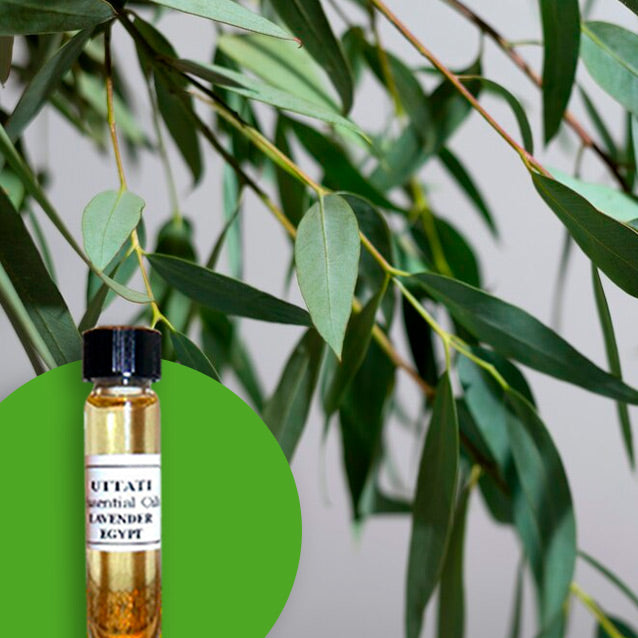 Eucalyptus Radiata
